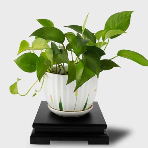 LNQ LUNIQI Square Wooden Display Stand for Vase and Plant