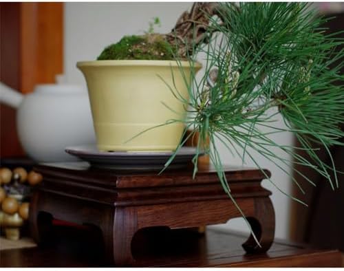 GOLDYWENDY Vintage Square Rosewood Base Tall Display Vase