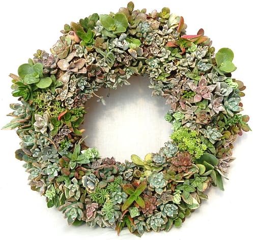 15 Inch Wire Living Wreath Form