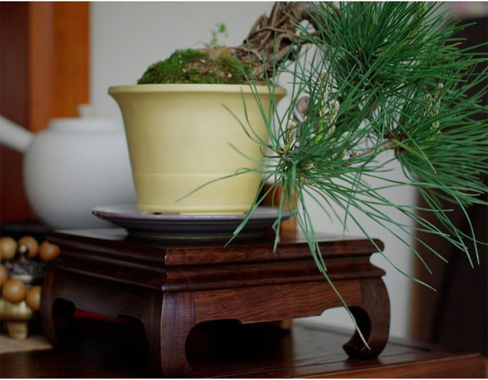 GOLDYWENDY Vintage Square Rosewood Base Tall Display Vase